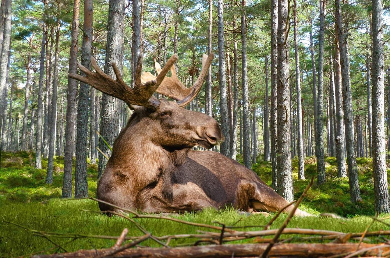 Gaesthus Nornaes Bed & Breakfast エクステリア 写真